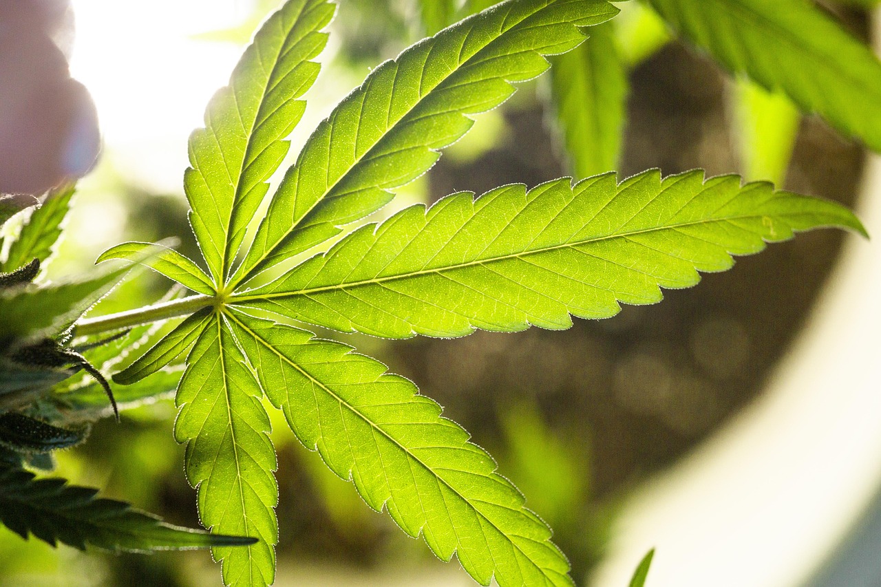 weed leaf, pot